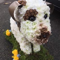 DAISY DOG